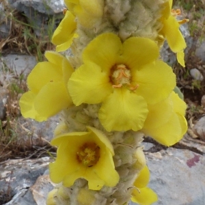 Photographie n°255472 du taxon Verbascum giganteum Willk. [1852]