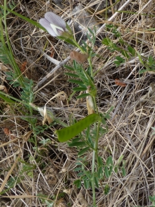 Ans Gorter, le 24 mai 2014 (Province de Cadix, autour de Grazalema)