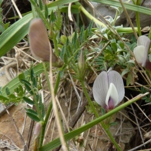 Photographie n°255477 du taxon Vicia lutea subsp. lutea