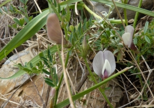 Ans Gorter, le 24 mai 2014 (Province de Cadix, autour de Grazalema)