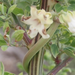 Photographie n°255495 du taxon Araujia sericifera Brot. [1818]