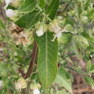 Photographie n°255496 du taxon Araujia sericifera Brot. [1818]