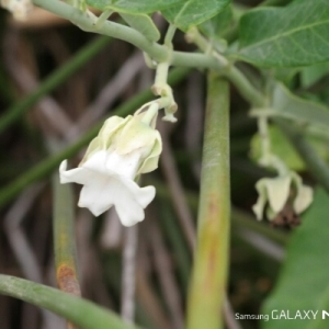 Photographie n°255497 du taxon Araujia sericifera Brot. [1818]