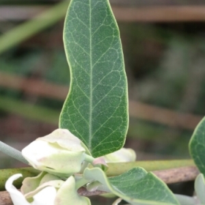 Photographie n°255501 du taxon Araujia sericifera Brot. [1818]