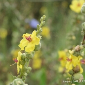 Photographie n°255507 du taxon Verbascum sinuatum L. [1753]