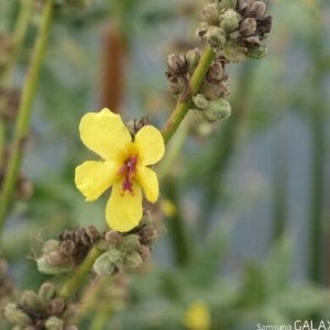 Photographie n°255510 du taxon Verbascum sinuatum L. [1753]