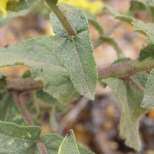 Photographie n°255513 du taxon Verbascum sinuatum L. [1753]