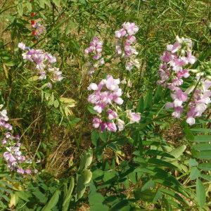 Photographie n°255545 du taxon Galega officinalis L. [1753]