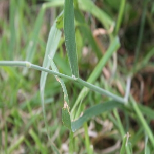 Photographie n°255569 du taxon Holcus lanatus L.