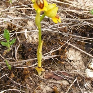 Photographie n°255676 du taxon Ophrys lutea subsp. lutea