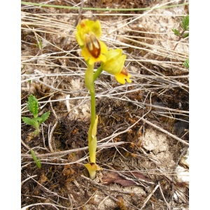 Ophrys lutea Cav. subsp. lutea (Ophrys jaune)