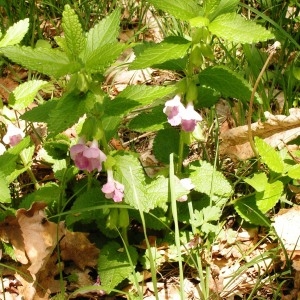 Photographie n°255685 du taxon Melittis melissophyllum subsp. melissophyllum