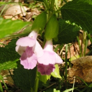 Photographie n°255686 du taxon Melittis melissophyllum subsp. melissophyllum