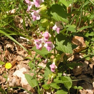 Photographie n°255687 du taxon Melittis melissophyllum subsp. melissophyllum