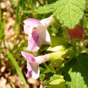 Photographie n°255688 du taxon Melittis melissophyllum subsp. melissophyllum