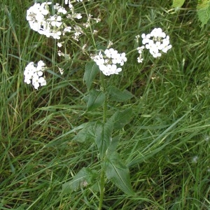 Photographie n°255699 du taxon Hesperis matronalis subsp. matronalis