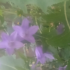 Photographie n°255709 du taxon Campanula L. [1753]