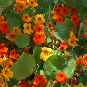 Photographie n°255726 du taxon Tropaeolum majus L. [1753]