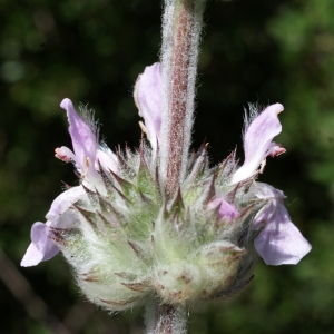 Stachys cretica L.