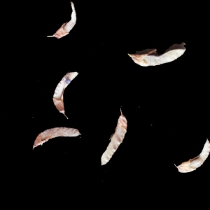Photographie n°255752 du taxon Anthyllis hermanniae L. [1753]