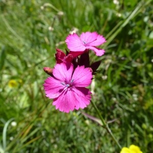  - Dianthus carthusianorum subsp. atrorubens (All.) Hegi [1910]