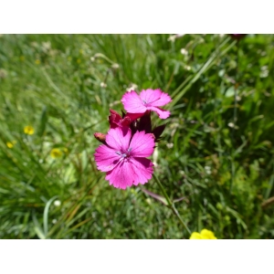 Dianthus carthusianorum subsp. atrorubens (All.) Hegi (Oeillet à gaines)