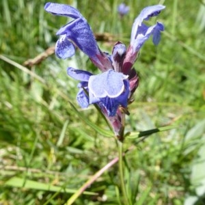 Photographie n°255768 du taxon Dracocephalum ruyschiana L. [1753]