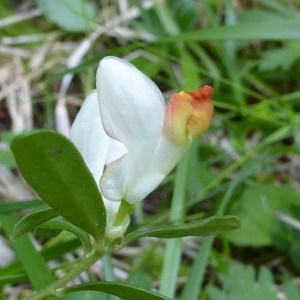 Polygaloides chamaebuxus (L.) O.Schwarz (Faux Buis)