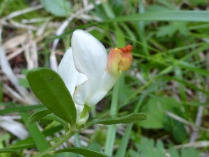 Louise Boulangeat, le  1 juillet 2014 (Val-des-Prés (Vallée de la Clarée Bois de la Combe))