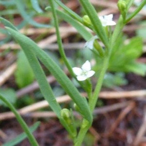 Photographie n°255840 du taxon Thesium alpinum L. [1753]