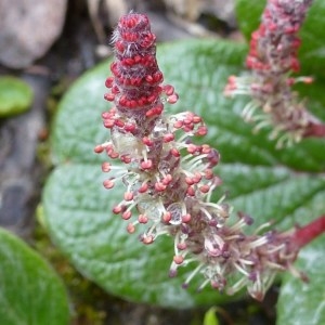  - Salix reticulata sensu L. [1754]