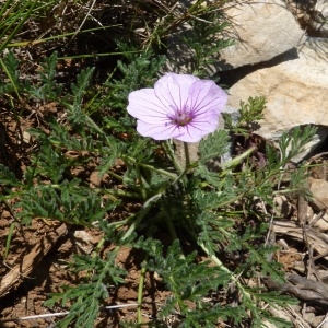 Photographie n°255877 du taxon Erodium foetidum (L.) L'Hér. [1802]