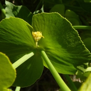 Photographie n°255883 du taxon Euphorbia serrata L. [1753]