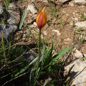 Photographie n°255898 du taxon Tulipa sylvestris subsp. australis (Link) Pamp. [1914]