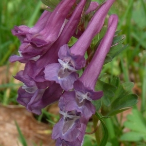 Photographie n°255913 du taxon Corydalis solida (L.) Clairv.