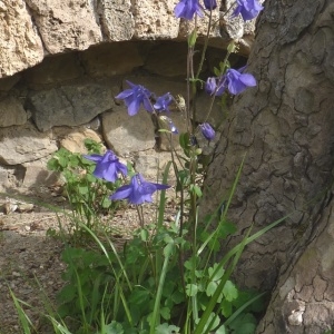 Photographie n°255977 du taxon Aquilegia vulgaris L. [1753]