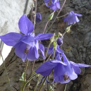 Photographie n°255978 du taxon Aquilegia vulgaris L. [1753]