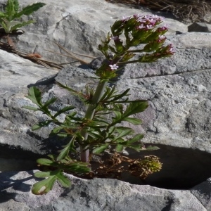 Photographie n°255982 du taxon Centranthus calcitrapae (L.) Dufr. [1811]