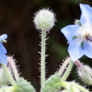 Photographie n°255989 du taxon Borago officinalis L. [1753]