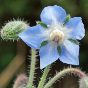 Photographie n°255991 du taxon Borago officinalis L. [1753]