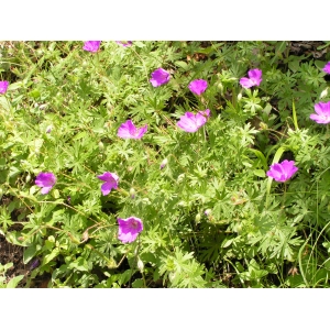 Geranium sanguineum L. var. sanguineum