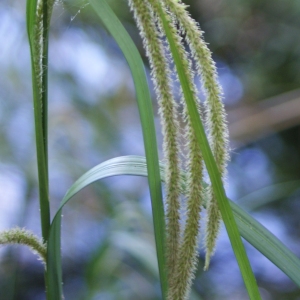 Photographie n°255998 du taxon Carex pendula Huds. [1762]