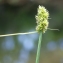  Liliane Roubaudi - Carex otrubae Podp. [1922]