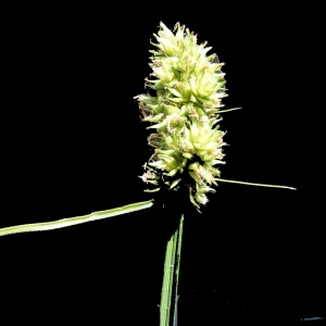 Photographie n°256001 du taxon Carex otrubae Podp. [1922]