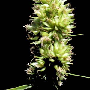 Photographie n°256002 du taxon Carex otrubae Podp. [1922]