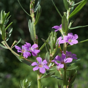 Photographie n°256017 du taxon Lythrum junceum Banks & Sol. [1794]