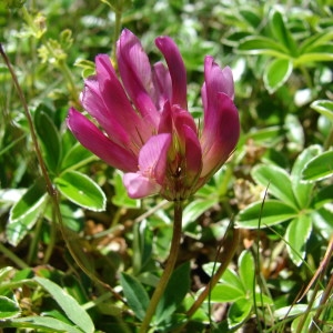 Photographie n°256056 du taxon Trifolium alpinum L. [1753]