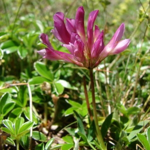 Photographie n°256058 du taxon Trifolium alpinum L. [1753]