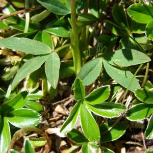 Photographie n°256061 du taxon Trifolium alpinum L. [1753]