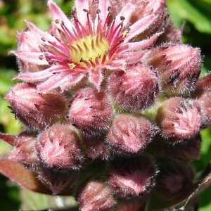 Photographie n°256074 du taxon Sempervivum tectorum L.